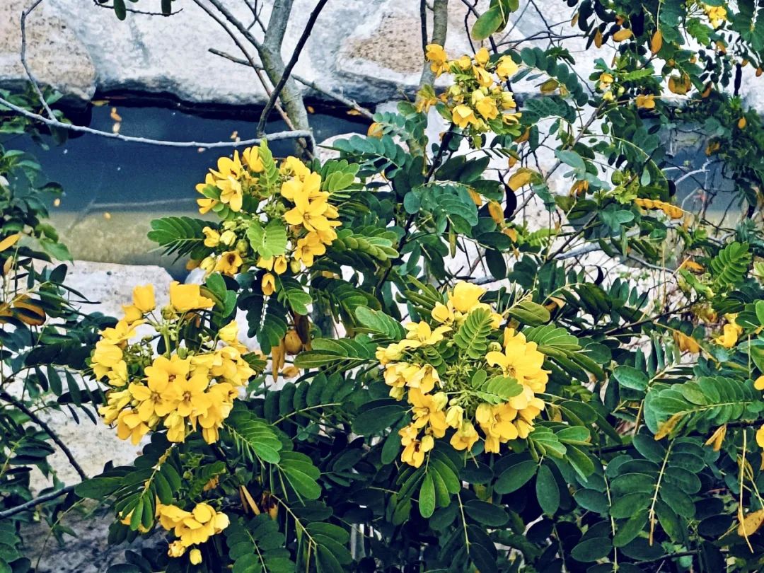Seeking fragrance and fun is just the right time, not to disappoint the spring outing and singing Seeking fragrance and fun is just the right time, not to disappoint the spring outing and singing